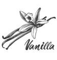 vanilla spice ingredient for cooking food isolated vector image