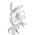 lilies flowers ink hand drawn style vector image