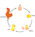 Life cycle a chicken for kids Royalty Free Vector Image