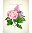 syringa and hydrangea botanical vector image vector image
