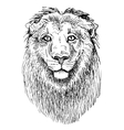 Artwork lion sketch black and white drawing of Vector Image