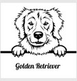 golden retriever - peeking dogs breed face vector image