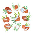 coconuts with palm leaves set of watercolor vector image
