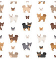 chihuahua seamless pattern dog healthy silhouette vector image vector image