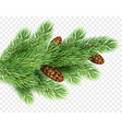 fir tree branch realistic christmas vector image