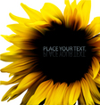 sunflower background frame vector image vector image