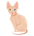 sphynx cat breed cartoon pet domestic animal vector image
