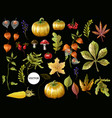 big set of autumn leaves fruits berries vector image