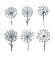 tender dandelions on thin stems monochrome vector image