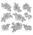 rose flowers and leaves in vintage style hand vector image