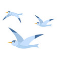 group wild flying bird seagull card vector image