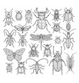 insects hand drawn butterfly beetle and fly ant vector image