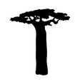 silhouette baobab icon tree flora vector image