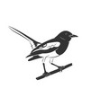 oriental magpie robin bird design vector image vector image
