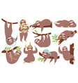 cute sloth happy lazy sloths sleeping hanging vector image vector image