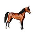 horse from splash watercolors hand drawn vector image vector image