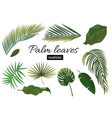 tropical plant leaf set realistic palm leaves vector image