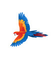 adult parrot red-and-green macaw ara flying vector image