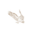 hand drawn eagle bird falcon vector image vector image