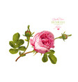 rose realistic vector image