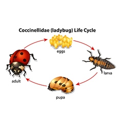 A ladybug life cycle Royalty Free Vector Image