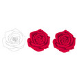 sweet red roses vector image