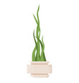 sansevieria houseplant isolated on white vector image