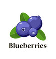 cartoon blueberries with leaves isolated vector image
