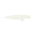 delphinapterus leucas - beluga whale - side view vector image vector image