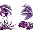 ultra purple leaves of tropical palm trees set vector image