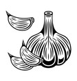 garlic black monochrome vector image vector image