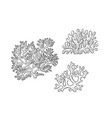 sketch set corals three types polyps vector image