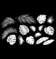 white set tropical palm leaf branch vector image