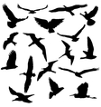 collection of bird silhouettes vector image