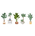 set potted palm trees ficus banana vector image vector image