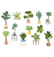 set potted palm trees ficus agave monstera vector image vector image