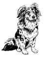 dog red australian shepherd breed vector image