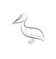 pelican line drawing vector image