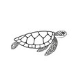 turtle vector image