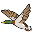 mallard duck flying vector image