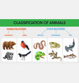 classification of animals infographic vector image