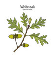 white oak quercus alba illinois connecticut vector image vector image
