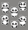 panda bear vector image vector image
