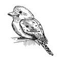 vintage of kookaburra on isolated white vector image