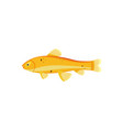 red zebra mbuna yellow fish vector image vector image