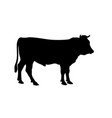 cow bull cattle silhouette vector image