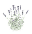 flat grass lavender isolated vector image vector image