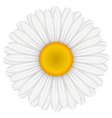 chamomile vector image vector image