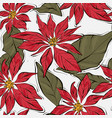 poinsettia winter flower with green leaves xmas vector image