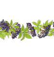 elderberry branch pattern vector image vector image